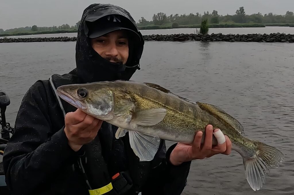 visgids Biesbosch snoekbaars vistour