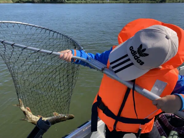 Halve visdag Gooimeer, Veluwemeer