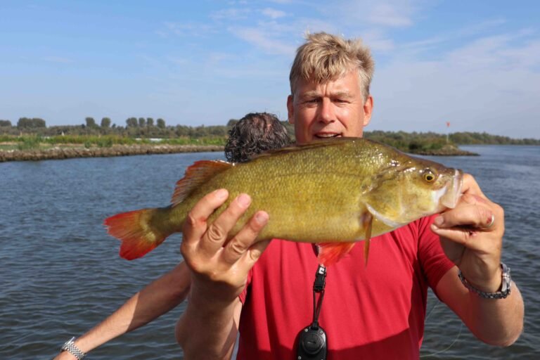 Record baars in de Biesbosch