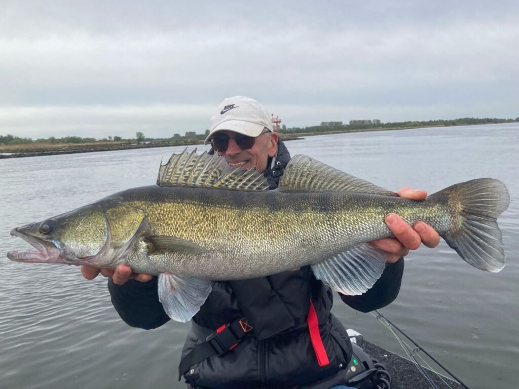 Grote Biesbosch snoekbaars gevangen op de worm