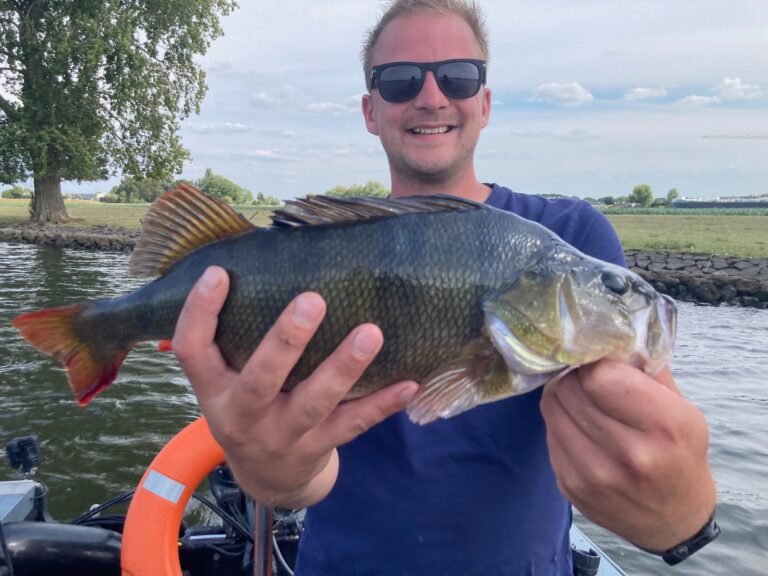 Evert vangt een enorme baars van 47 cm met visgids Fishmeister in de Biesbosch